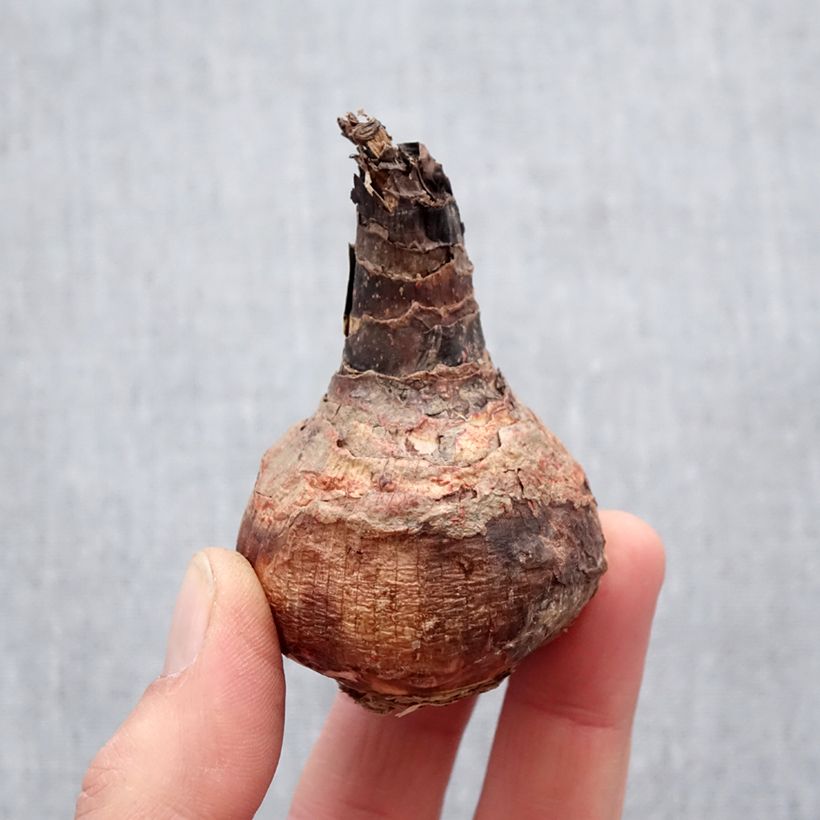 Exemplaar van Hippeastrelia Durga Pradhan - Amaryllisorchidee Bol kaliber 12+ zoals geleverd in de lente