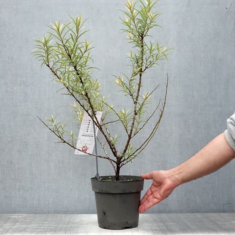 Exemplaar van Hippophae rhamnoides Botanica - Duindoorn Pot van 3 l/4 l zoals geleverd in de zomer