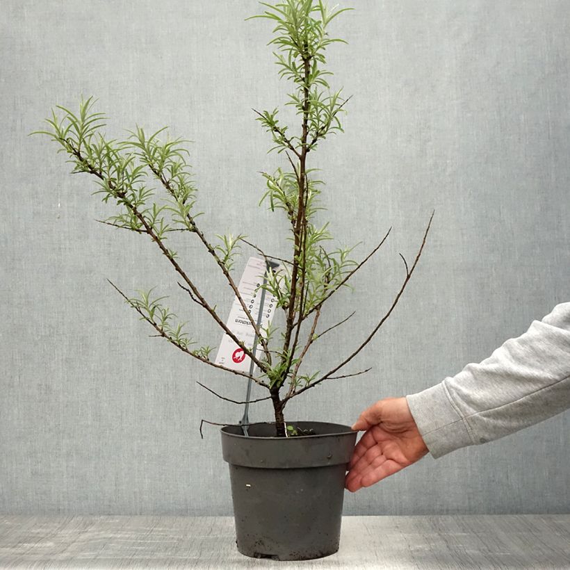 Exemplaar van Hippophae rhamnoides Botanica - Duindoorn Pot van 3 l/4 l zoals geleverd in de lente
