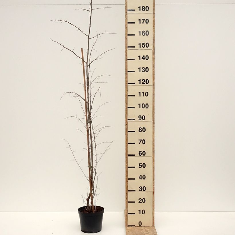 Exemplaar van Hippophae rhamnoides Frugana - Duindoorn Pot van 4 l/5 l, Pol zoals geleverd in de winter