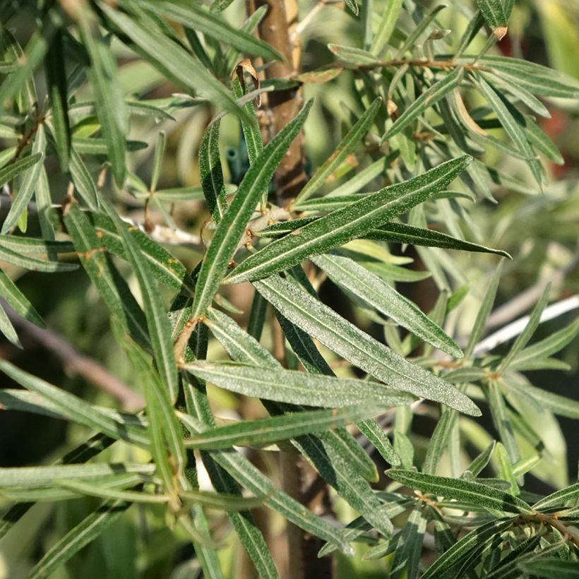 Hippophae rhamnoides Frugana - Duindoorn (Blad)