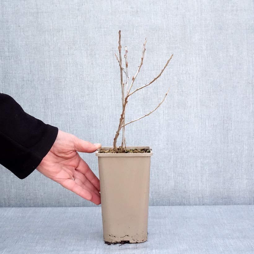 Exemplaar van Duindoorn Garden's Gift (vrouwelijk) Pot van 1,5 l/2 l, Pol zoals geleverd in de winter