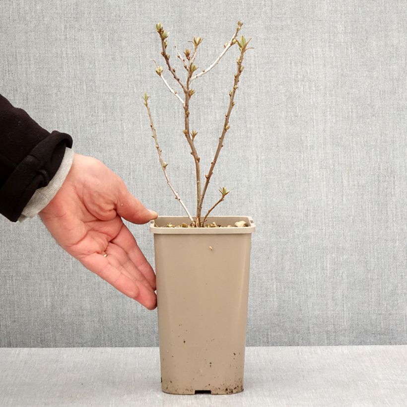 Exemplaar van Duindoorn Garden's Gift (vrouwelijk) Pot van 1,5 l/2 l, Pol zoals geleverd in de lente