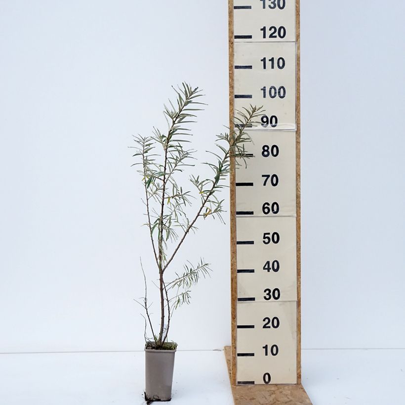 Exemplaar van Duindoorn Garden's Gift (vrouwelijk) Pot van 1,5 l/2 l, Pol zoals geleverd in de herfst
