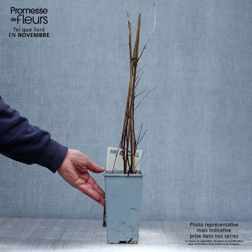 Exemplaar van Hippophae rhamnoides Leikora - Duindoorn Pot van 1,5 l/2 l zoals geleverd in de herfst