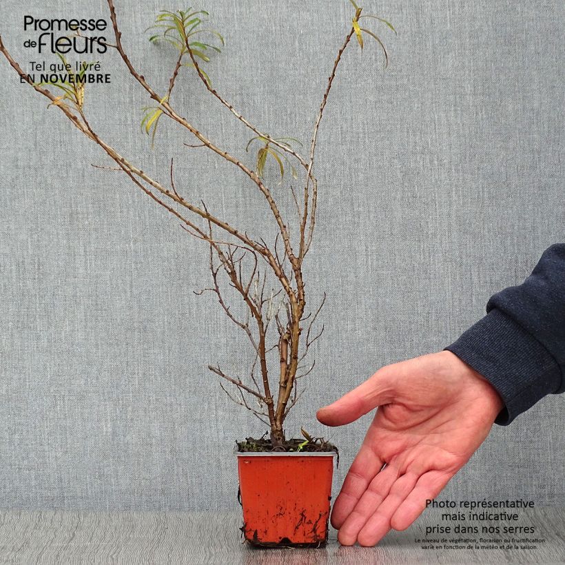 Exemplaar van Hippophae rhamnoides Leikora - Duindoorn Kweekpotje van 8/9 cm zoals geleverd in de herfst