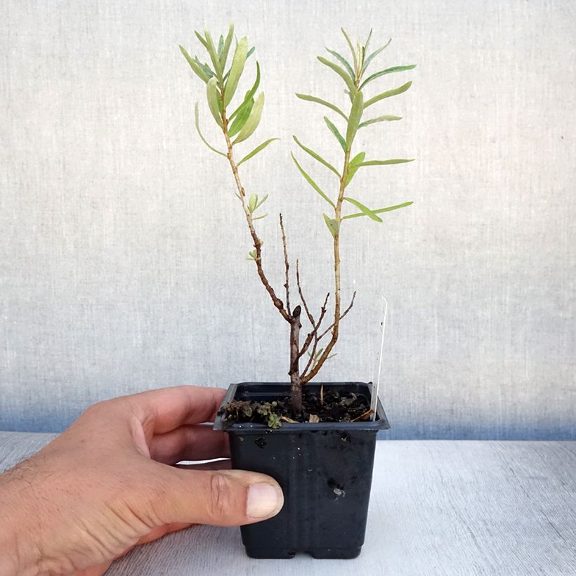 Exemplaar van Hippophae rhamnoides Leikora - Duindoorn Kweekpotje van 8/9 cm zoals geleverd in de zomer