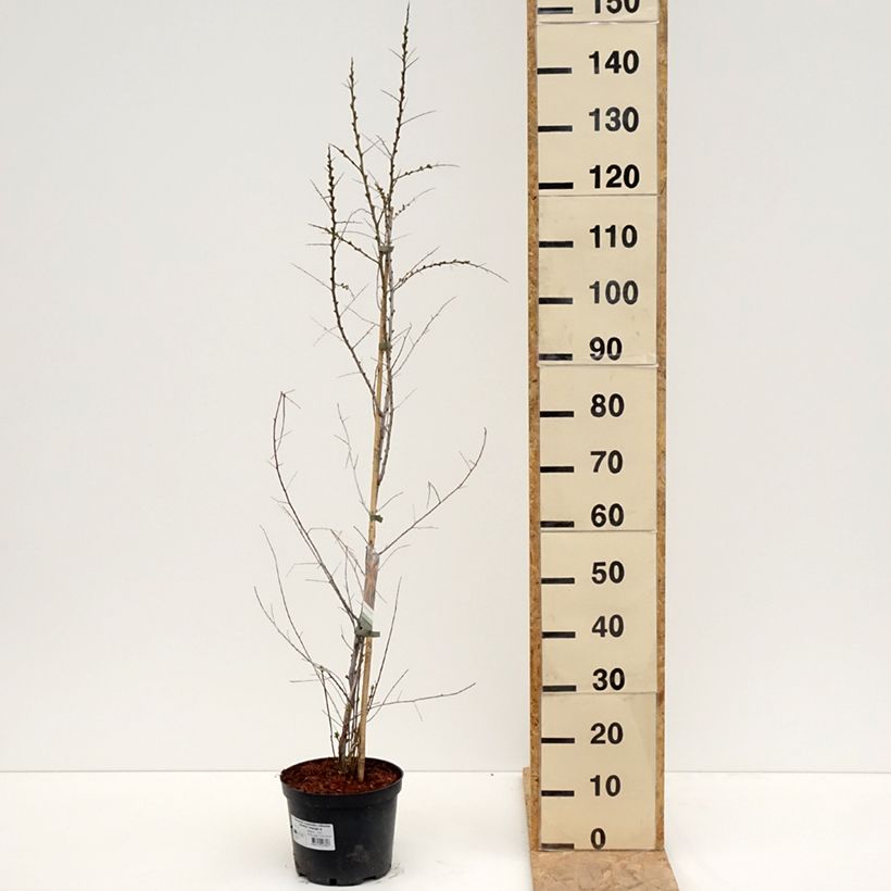 Exemplaar van Hippophae rhamnoides Orange Energy - Duindoorn Pot van 3 l/4 l zoals geleverd in de lente