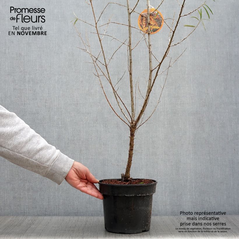 Exemplaar van Hippophae rhamnoides Orange Energy - Duindoorn Pot van 3 l/4 l zoals geleverd in de herfst