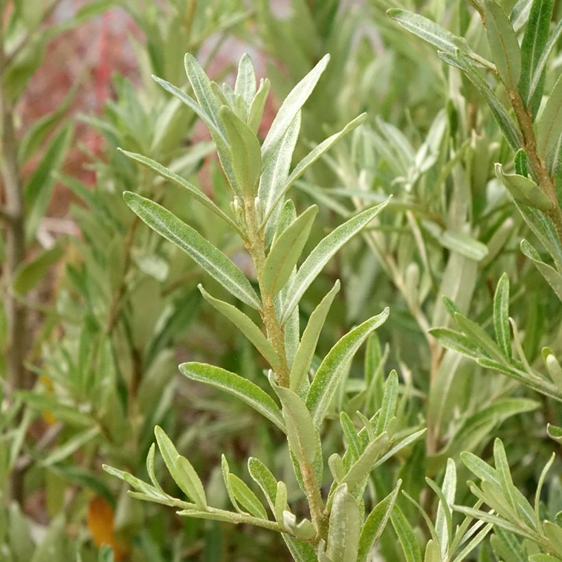 Hippophae rhamnoides Orange Energy - Duindoorn (Blad)