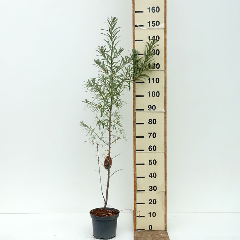 Exemplaar van Hippophae rhamnoides Sirola - Duindoorn Pot van 4 l/5 l, Pol zoals geleverd in de zomer