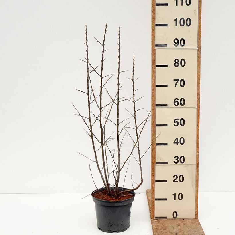 Example of Hippophae rhamnoides Sirola - Duindoorn Pot van 4 l/5 l, Pol as you get in hiver