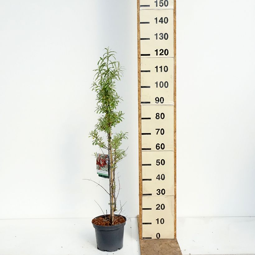 Exemplaar van Hippophae rhamnoides Sirola - Duindoorn Pot van 4 l/5 l, Pol zoals geleverd in de lente