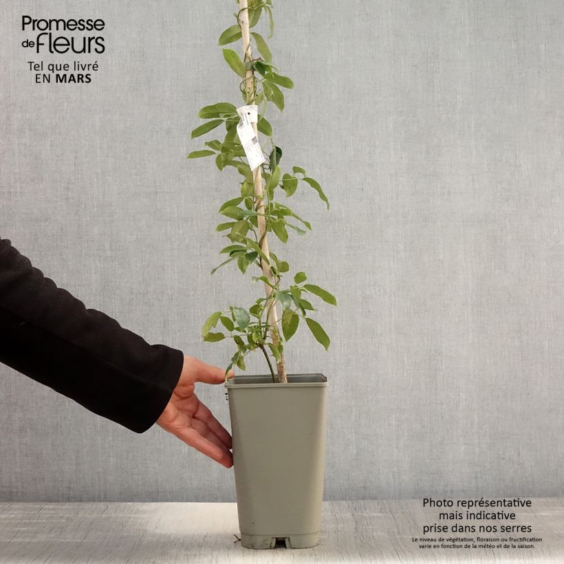 Exemplaar van Holboellia coriacea - Klimkomkommer Pot van 2 l/3 l zoals geleverd in de lente