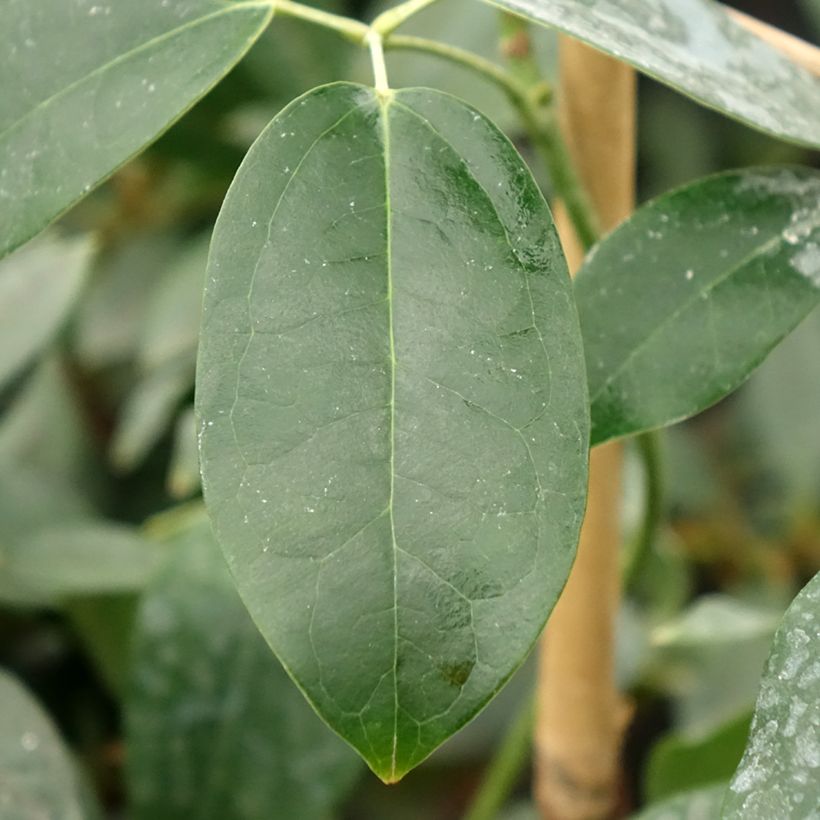 Holboellia traversii - Klimkomkommer (Blad)
