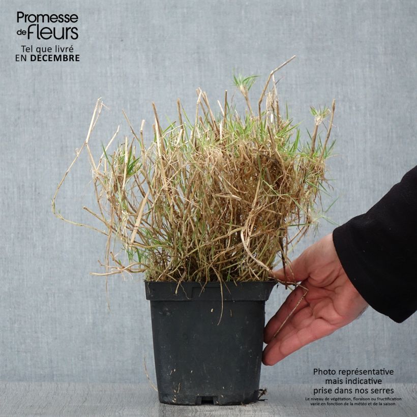 Exemplaar van Holcus mollis Albovariegatus - Gladde witbol Pot van 2 l/3 l zoals geleverd in de herfst
