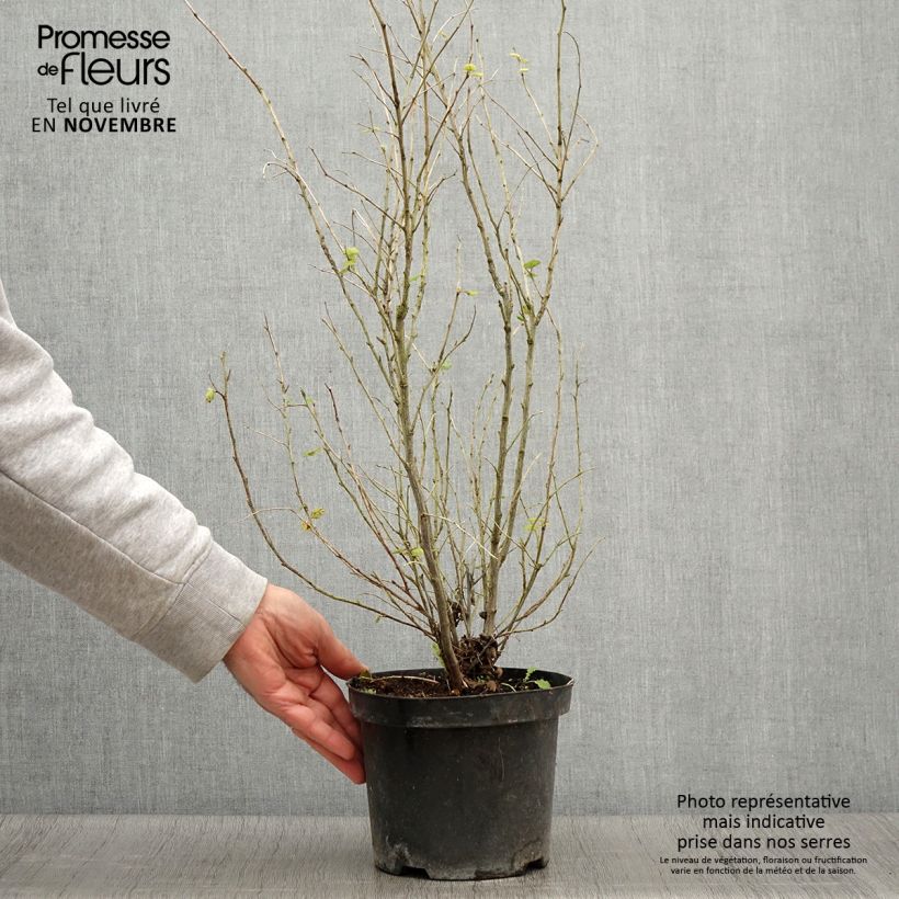 Exemplaar van Holodiscus discolor - Schuimstruik Pot van 4 l/5 l zoals geleverd in de herfst