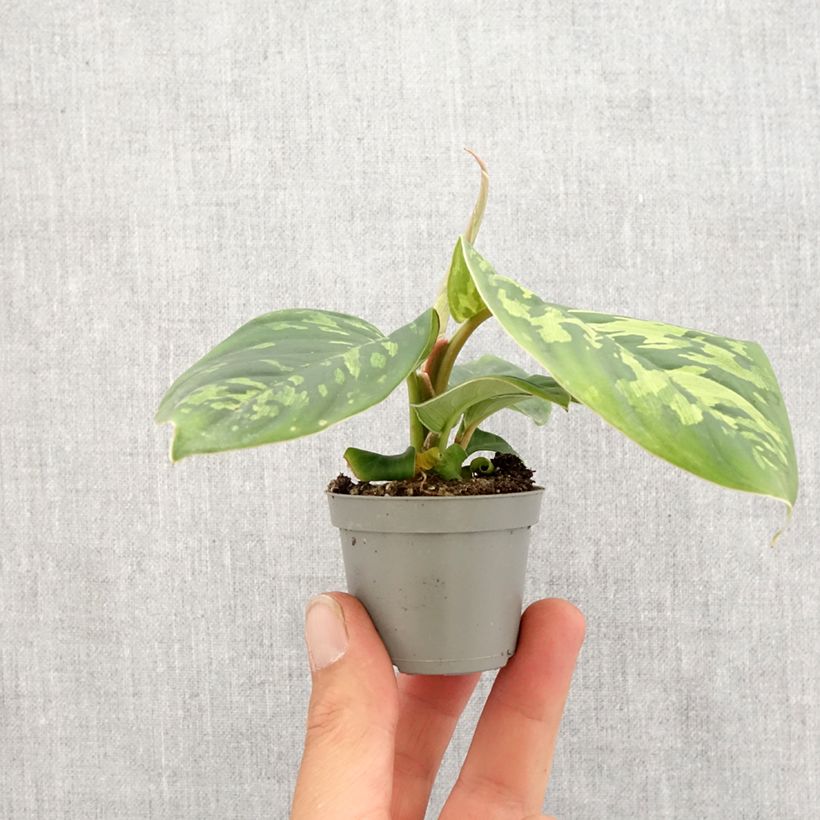 Example of Aglaonema wallisii - Camouflageplant Mini-kamerplanten as you get in printemps