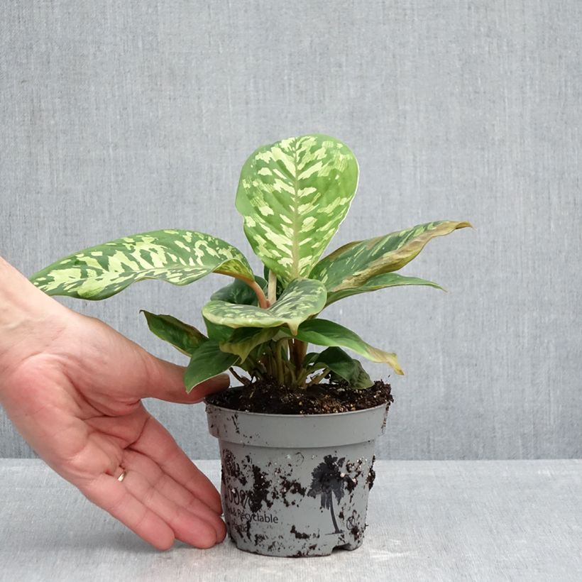Example of Aglaonema wallisii - Camouflageplant Pot van 12 cm / 13 cm as you get in printemps