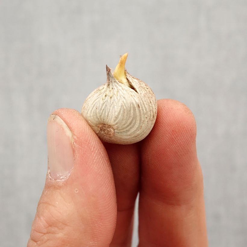 Exemplaar van Homeria flaccida - Kaapse tulp Bol kaliber 5+ zoals geleverd in de lente