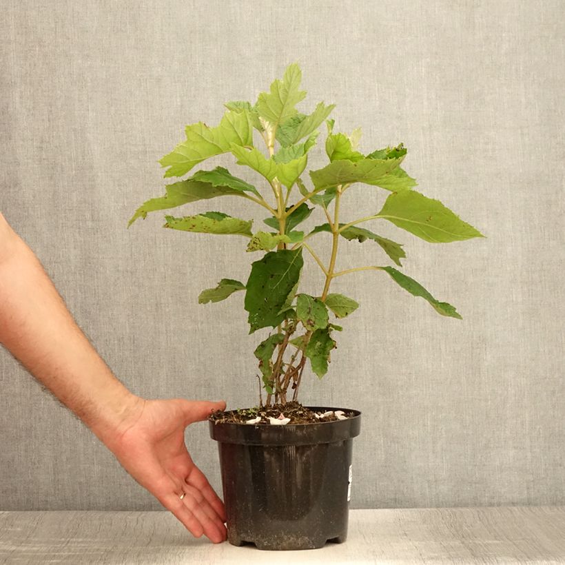 Exemplaar van Hydrangea quercifolia - Eikenbladhortensia Pot van 2 l/3 l zoals geleverd in de zomer