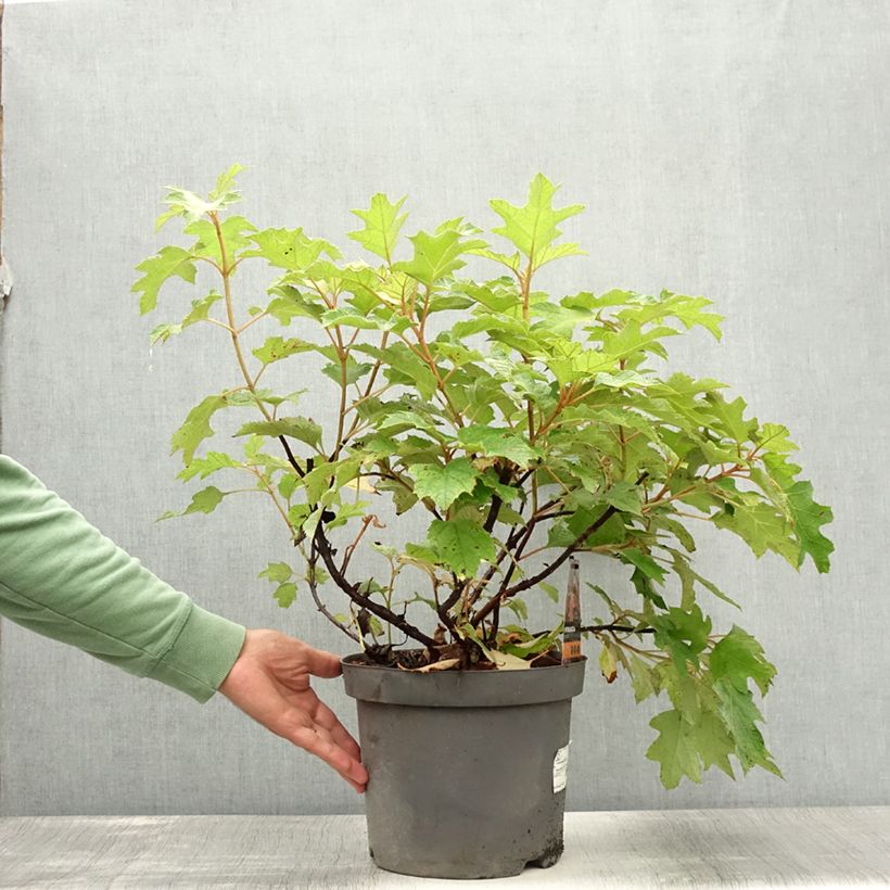 Exemplaar van Hydrangea quercifolia - Eikenbladhortensia Pot van 7,5 l/10 l zoals geleverd in de zomer