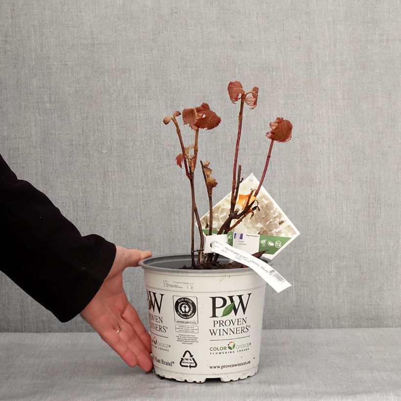 Exemplaar van Hydrangea quercifolia Gatsby Moon - Eikenbladhortensia Pot van 2 l/3 l zoals geleverd in de winter