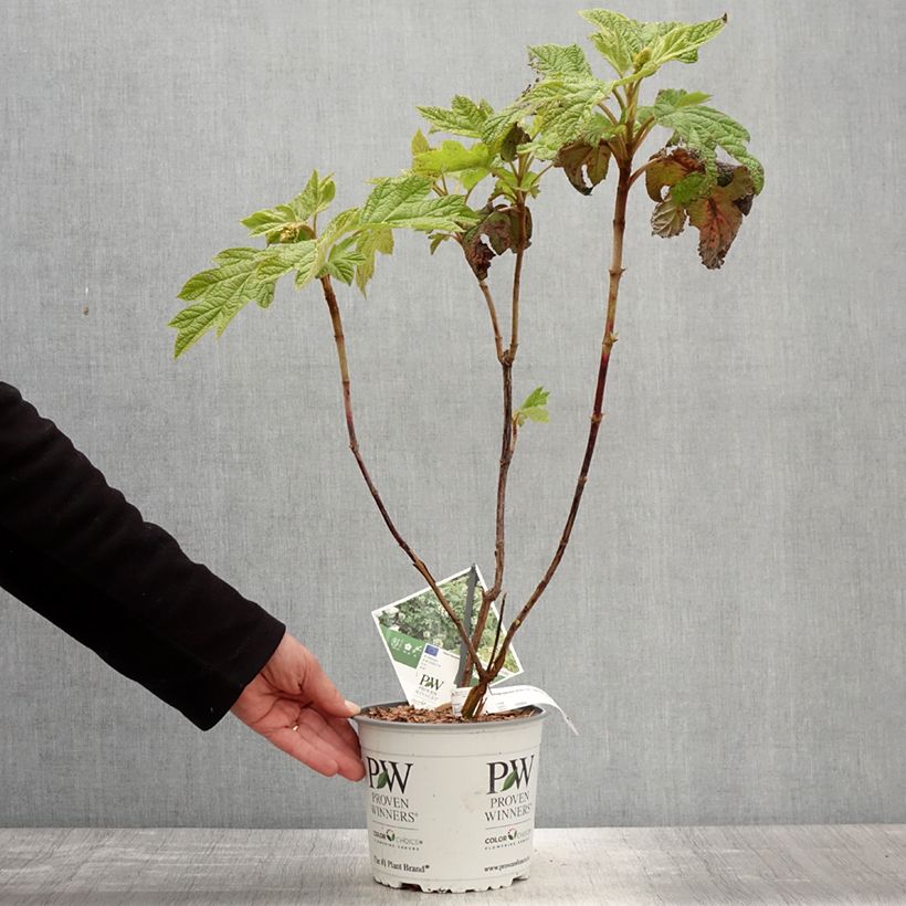 Exemplaar van Hortensia met eikenblad - Hydrangea quercifolia 'Gatsby Star' zoals geleverd in de lente