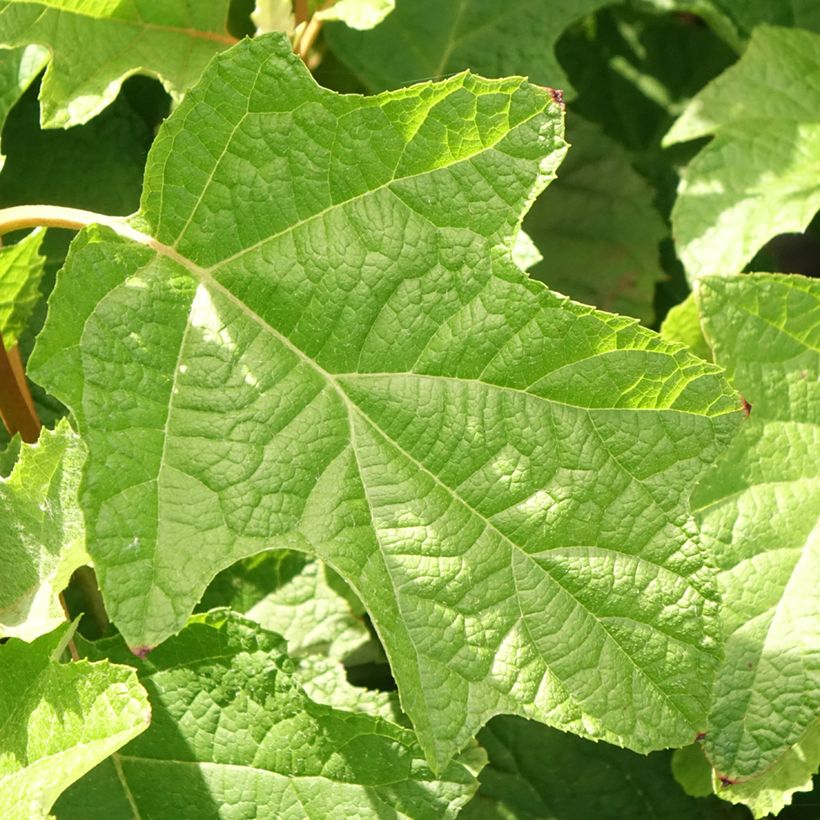 Hydrangea quercifolia Doughill Gatsby Star - Eikenbladhortensia (Blad)