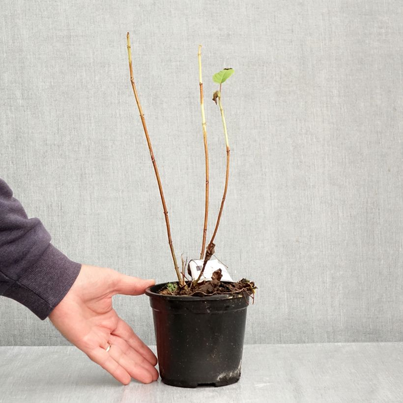 Exemplaar van Hydrangea arborescens Annabelle - Sneeuwballenhortensia Pot van 12 cm / 13 cm zoals geleverd in de herfst
