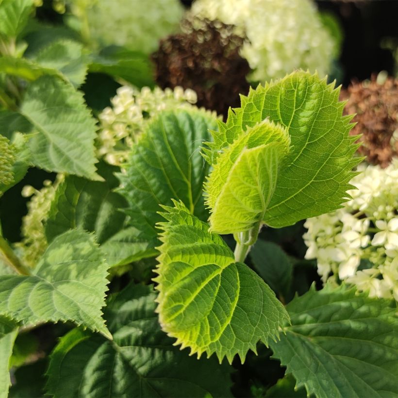 Hydrangea arborescens BellaRagazza Limetta - Struikhortensia (Blad)
