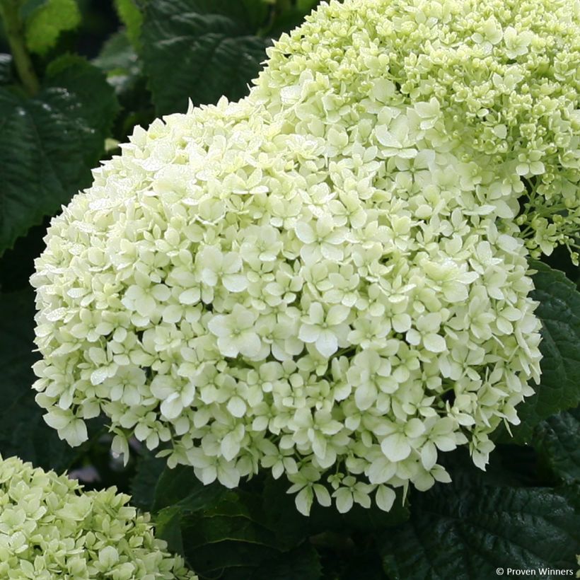 Hydrangea arborescens BellaRagazza Limetta - Struikhortensia (Bloei)