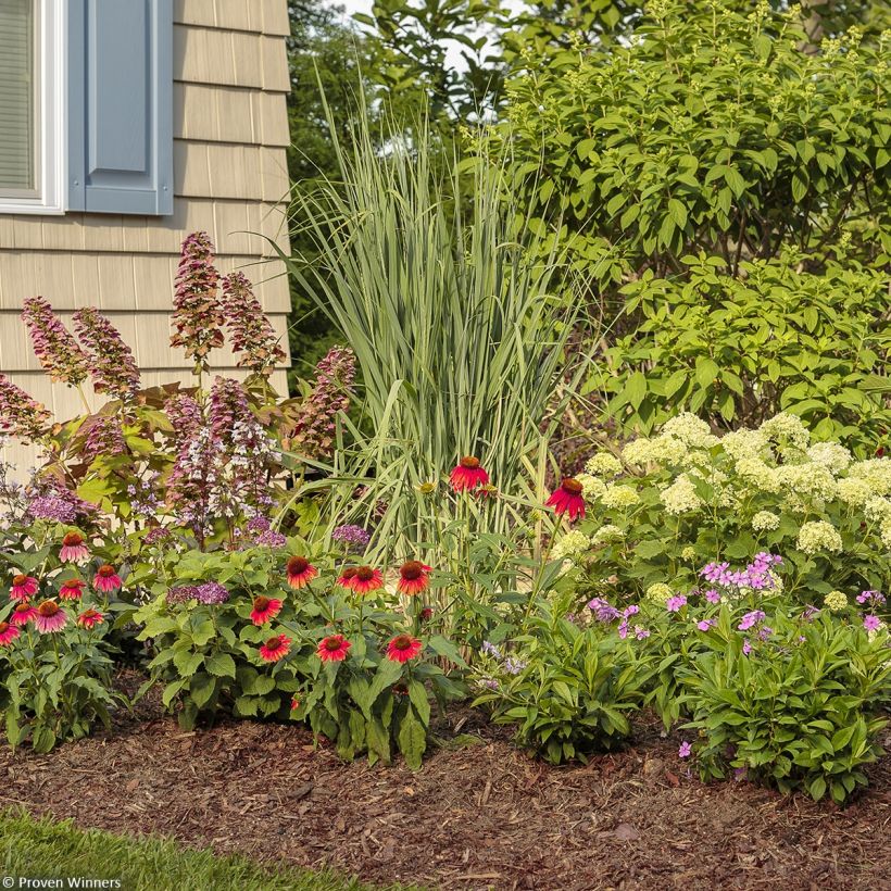 Hydrangea arborescens BellaRagazza Limetta - Struikhortensia (Groeiplaats)