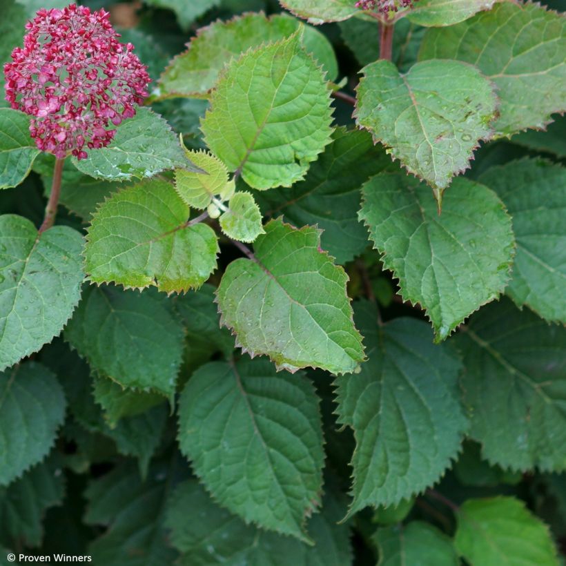 Hydrangea arborescens BellaRagazza Mauvette - struikhortensia (Blad)