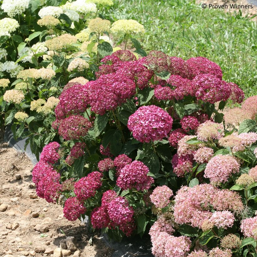 Hydrangea arborescens BellaRagazza Mauvette - struikhortensia (Groeiplaats)