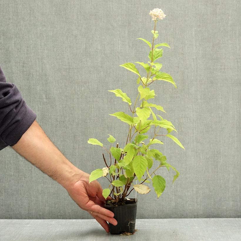 Exemplaar van Hydrangea arborescens Candybelle Marshmallow - struikhortensia Kweekpotje van 8/9 cm zoals geleverd in de zomer