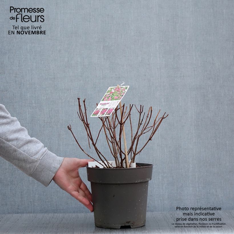 Exemplaar van Hydrangea arborescens Candybelle Sorbet - struikhortensia Pot van 4 l/5 l zoals geleverd in de herfst