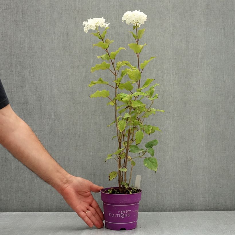 Exemplaar van Hydrangea arborescens BALful FlowerWOW - Struikhortensia Pot van 1 l/1,5 l zoals geleverd in de zomer