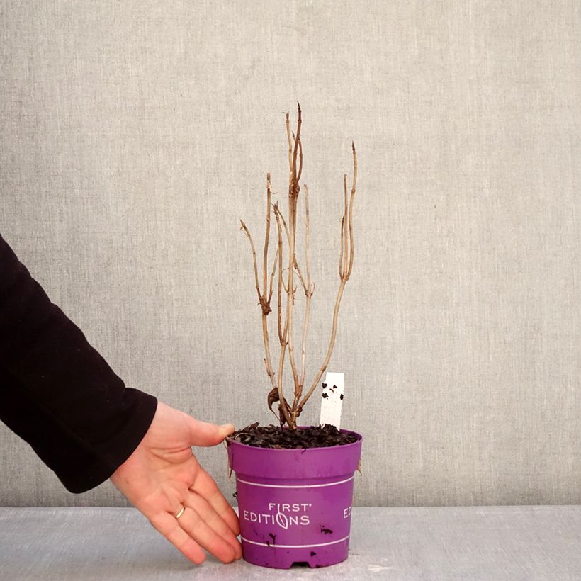 Exemplaar van Hydrangea arborescens BALful FlowerWOW - Struikhortensia Pot van 1 l/1,5 l zoals geleverd in de winter