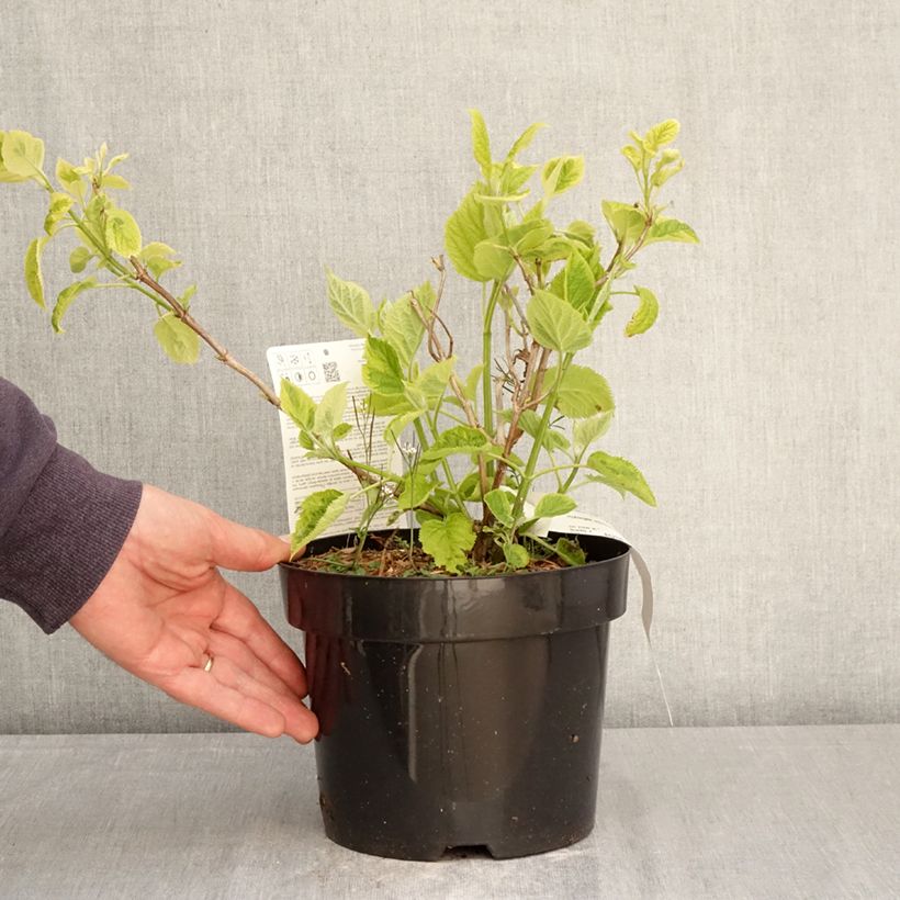 Exemplaar van Hydrangea arborescens Golden Annabelle - struikhortensia Pot van 3 l/4 l zoals geleverd in de lente