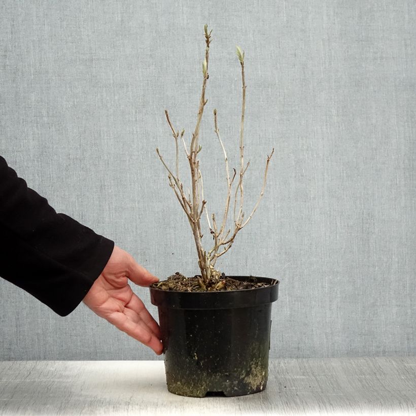 Exemplaar van Hydrangea arborescens Hills Of Snow - struikhortensia Pot van 2 l/3 l zoals geleverd in de lente