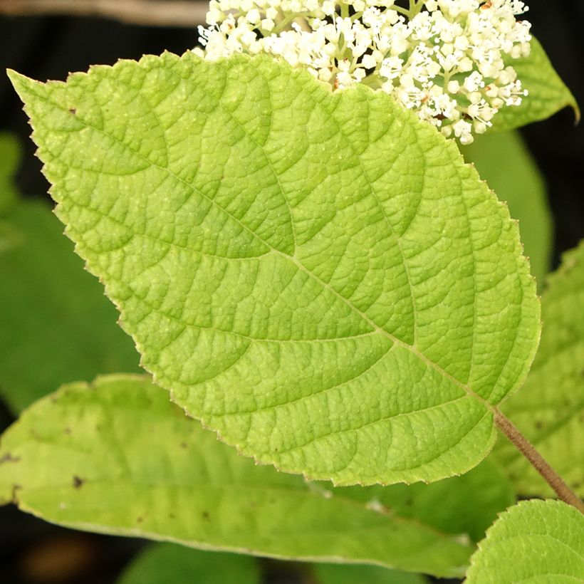 Hydrangea arborescens Hills Of Snow - struikhortensia (Blad)
