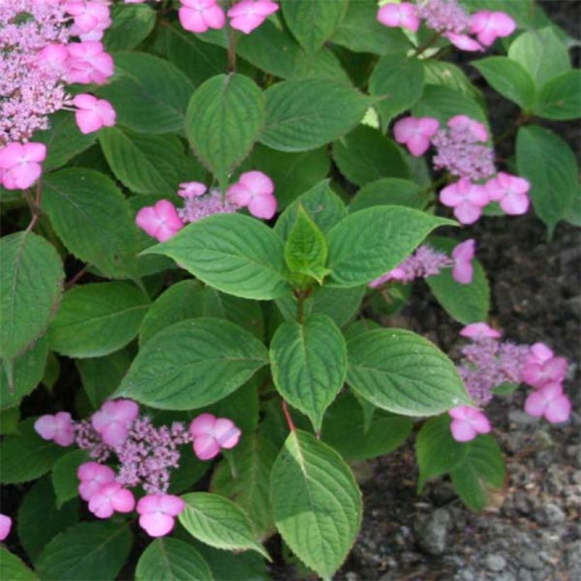 Hydrangea serrata Avelroz Dolmyf - Berghortensia (Blad)