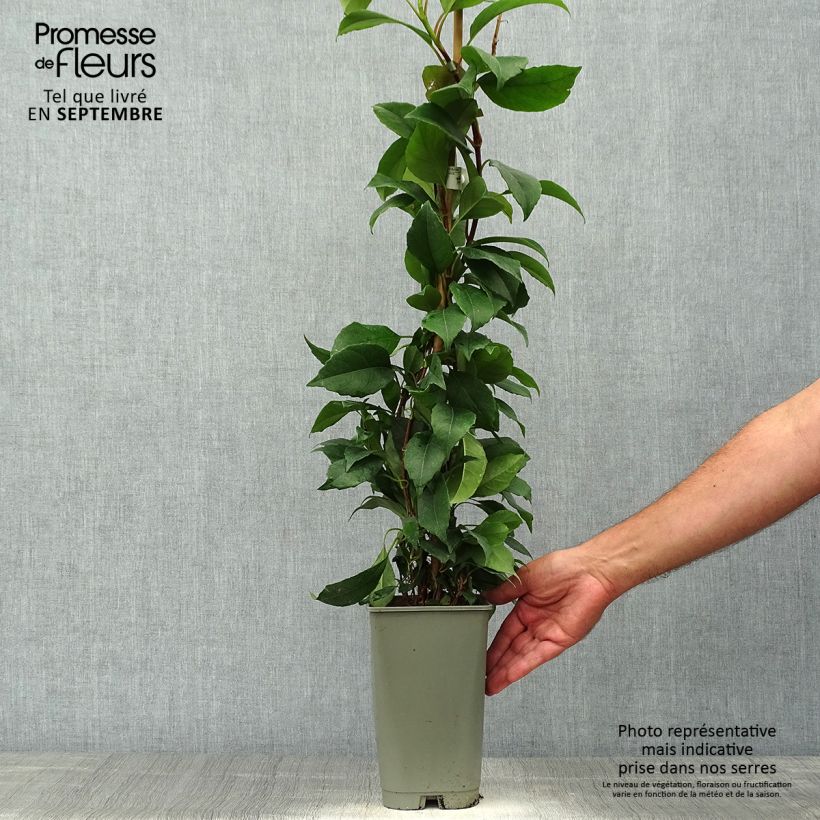 Exemplaar van Hydrangea seemanii - Groenblijvende klimhortensia Pot van 2 l/3 l zoals geleverd in de herfst
