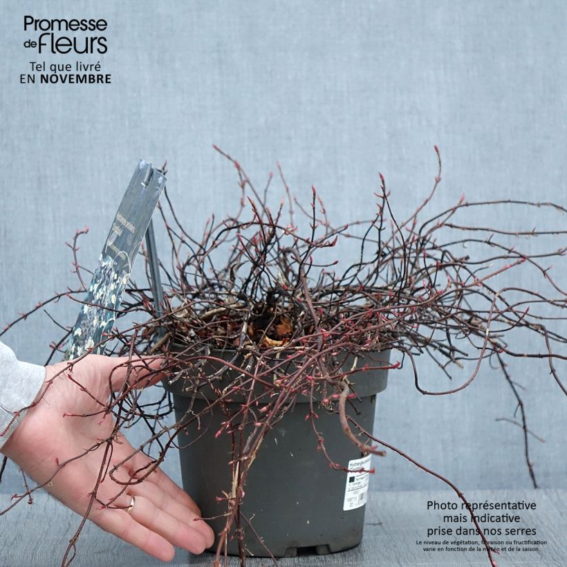 Exemplaar van Hortensia grimpant - Hydrangea petiolaris Cordifolia Pot de 3L/4L zoals geleverd in de herfst