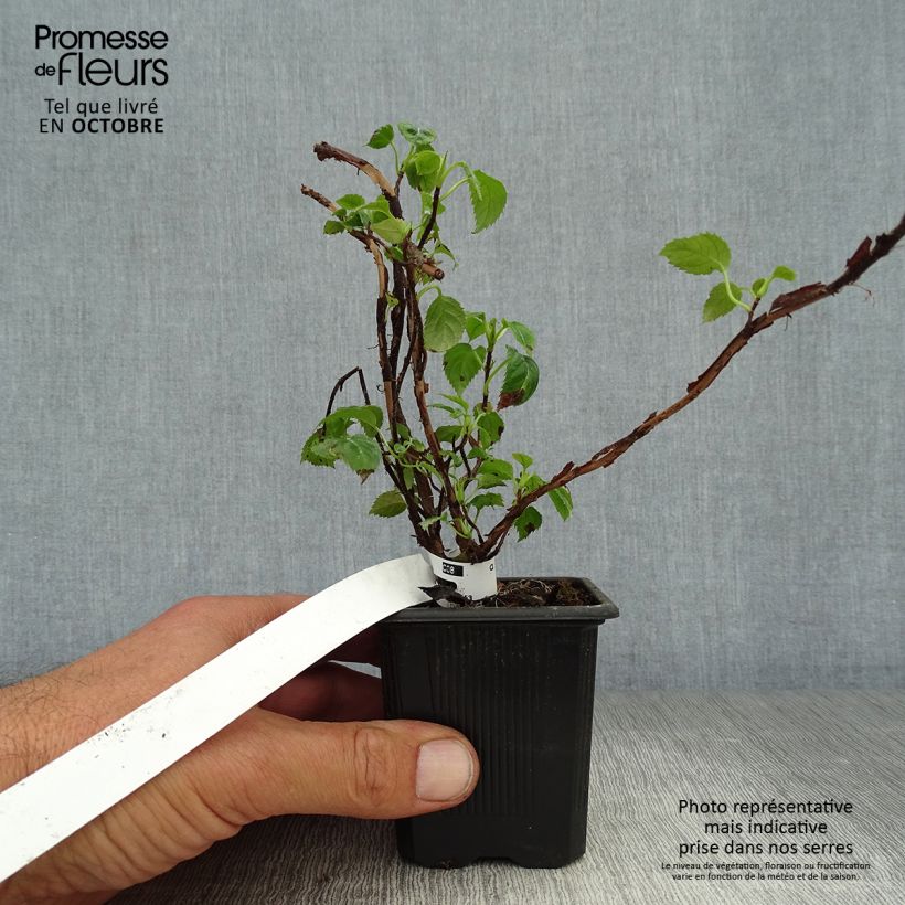 Exemplaar van Hydrangea petiolaris - Klimhortensia Kweekpotje van 8/9 cm zoals geleverd in de herfst