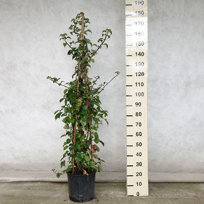 Exemplaar van Hydrangea petiolaris - Klimhortensia Pot van 4 l/5 l zoals geleverd in de zomer