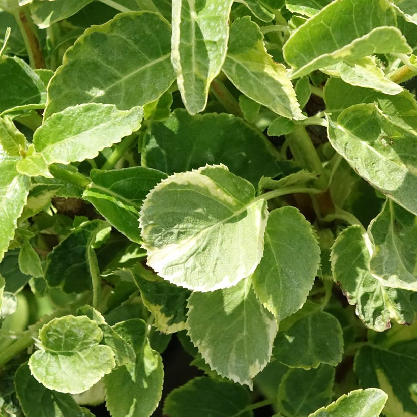 Hydrangea petiolaris Miranda - Klimhortensia (Blad)
