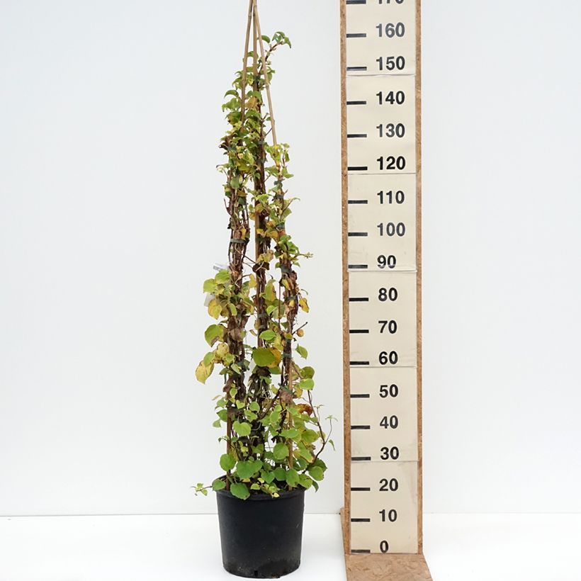 Exemplaar van Hydrangea petiolaris - Klimhortensia Pot van 12 l/15 l zoals geleverd in de herfst