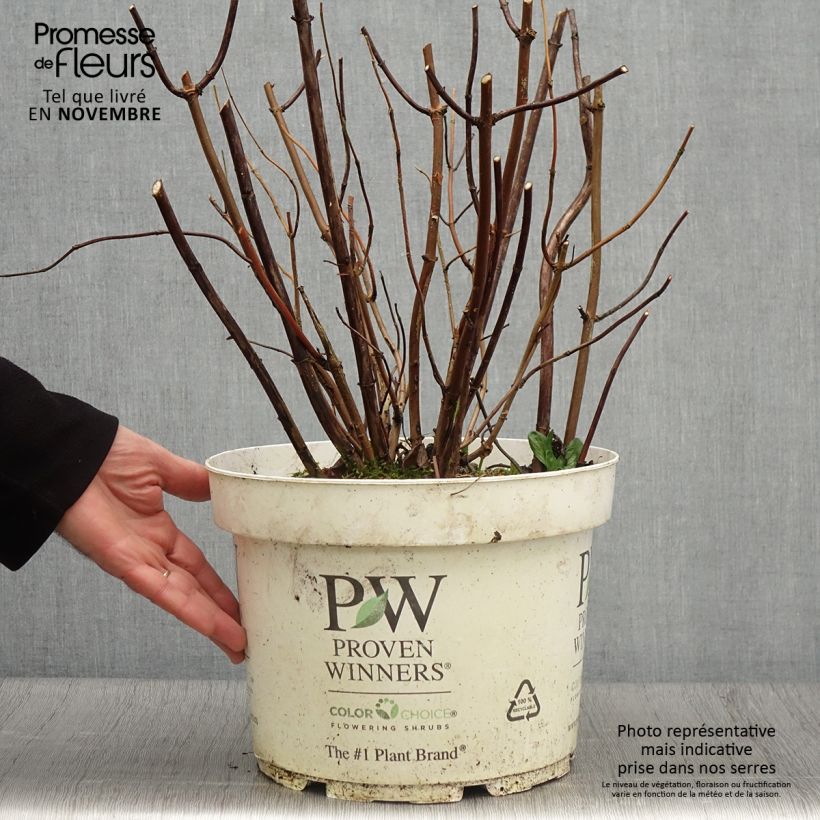 Exemplaar van Hydrangea arborescens Lime Rickey bio - struikhortensia Pot van 7,5 l/10 l zoals geleverd in de herfst
